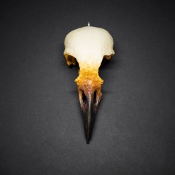 Eva - duża wrona postarzana, z naszej kolekcji biżuterii stylizowanej na ptasie czaszki.