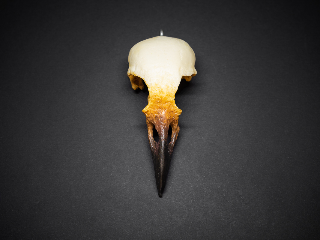 Eva - duża wrona postarzana, z naszej kolekcji biżuterii stylizowanej na ptasie czaszki.